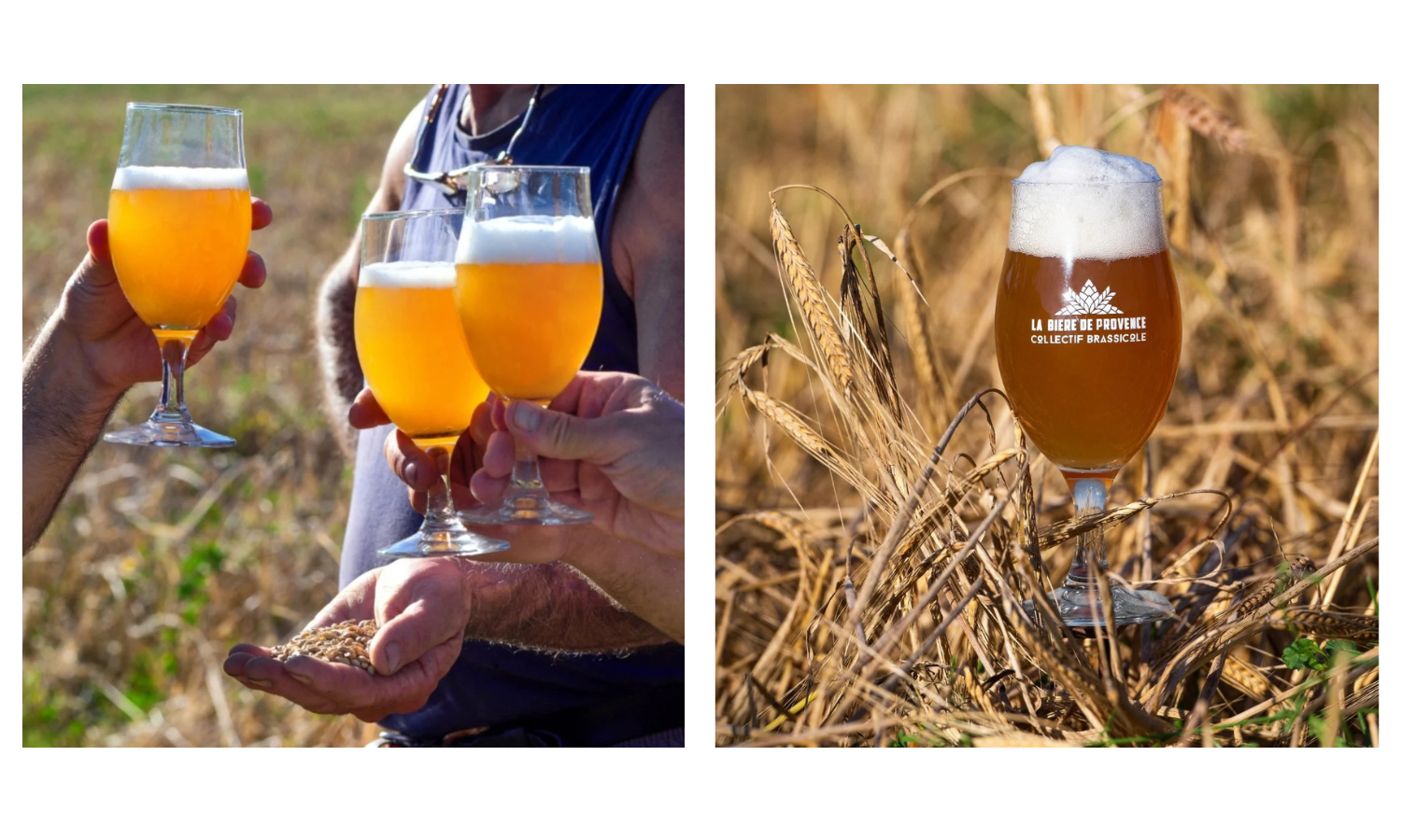 Filière brassicole agriculture blé bière